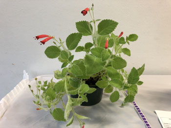 01a Sinningia araneosa