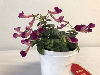 02a Sinningia 'Ozark Rosy Cheeks'