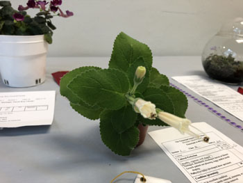 02b Sinningia cardinalis 'Skydiver'