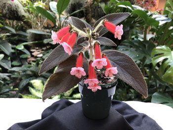 02c Sinningia bullata