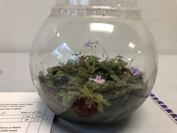 03a Sinningia 'Pusilla'