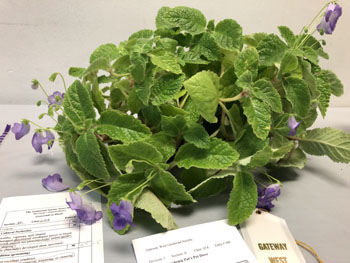 05Aa Eucodonia 'Pat's Pet Dove'