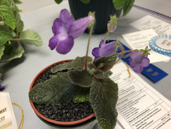 05Ab Eucodonia 'Adele'