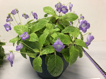 05Ac Eucodonia 'Pat's Pet Dove'