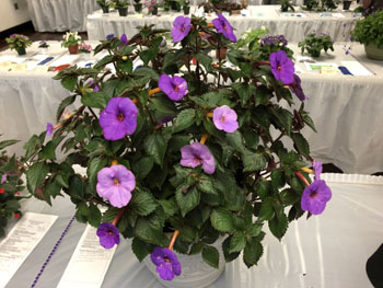 05Ba Achimenes hybrid