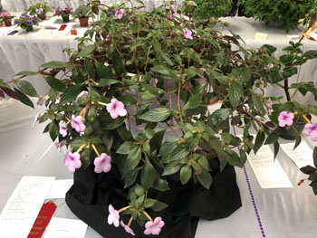 05Bb Achimenes hybrid