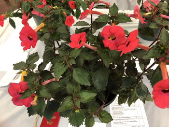 05Cb Achimenes 'Tetra Coral Charm'