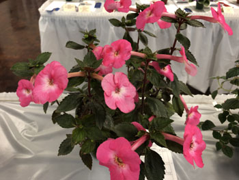 05Cc Achimenes 'Apple Blossom'