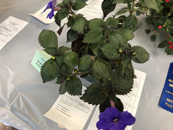 05Cd Achimenes 'Blue Bird'