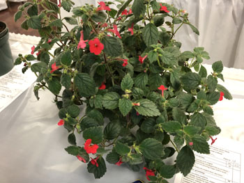 05Ce Achimenes erecta 'Tiny Red'