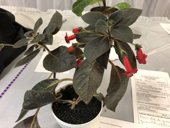 07a Kohleria 'Red Ryder' 