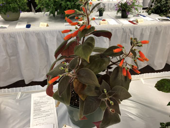 07d Kohleria tubiflora