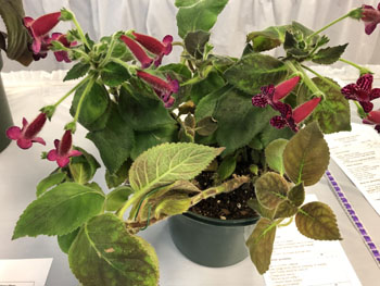 07e Kohleria 'Jester'