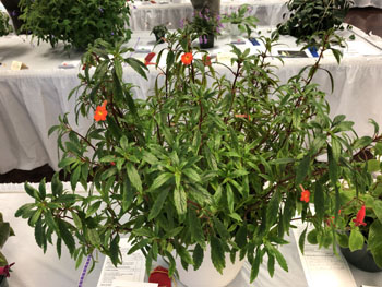 09b Achimenes admirabilis