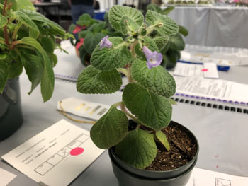 09c Diastema comiferum