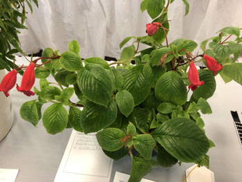 09d xAchicodonia 'Shogun'