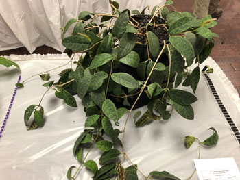 15a Aeschynanthus longicaulis