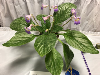 18a Primulina 'Blue Moon'