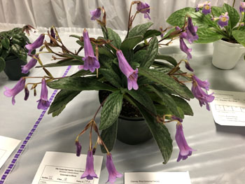 18b Primulina 'Stardust'