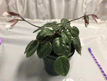 19a Deinostigma tamiana