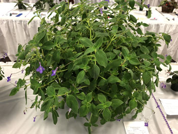 20a Streptocarpella hybrid