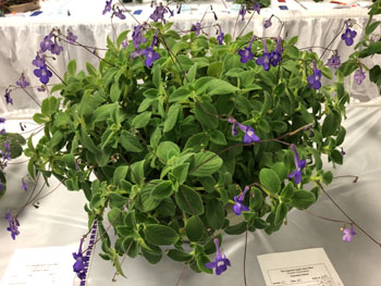 20b Streptocarpella saxorum 'Blue Angel'