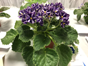 22a Saintpaulia 'Victorian Parasol'