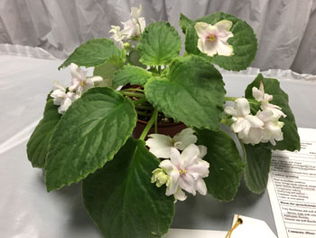 22b Saintpaulia 'Katsuko'