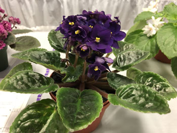 22c Saintpaulia 'Joker'