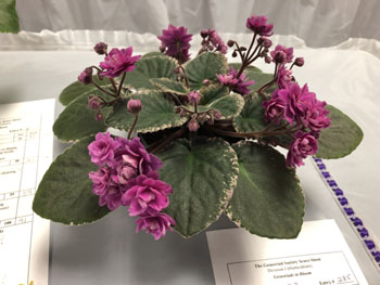 23a Saintpaulia 'Hot Expectations' 