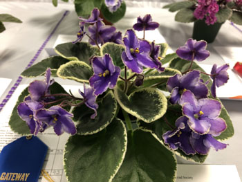 23b Saintpaulia 'Ma’s Blue Spinner'