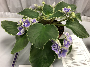 23c Saintpaulia 'Buckeye Seductress'