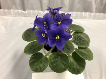 24b Saintpaulia Optimara 'Little Comanche'