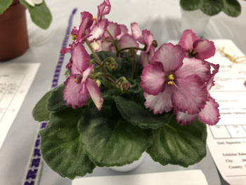 24c Saintpaulia 'Optimara Little Oneida Girl'