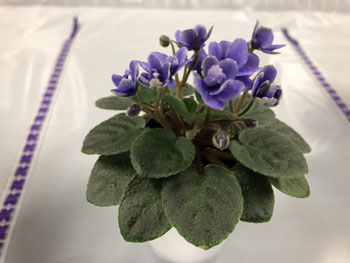 26a Saintpaulia 'Windsome'