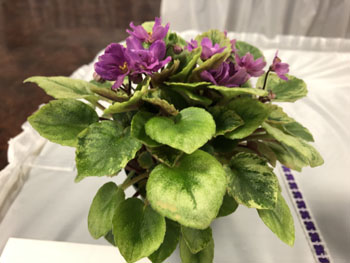 28a Saintpaulia 'Honeysuckle Rose'