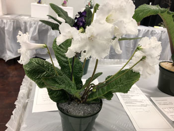 29a Streptocarpus 'D's Girlish Love'