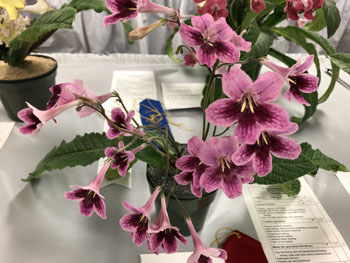 29e Streptocarpus 'Mr Madelyn'