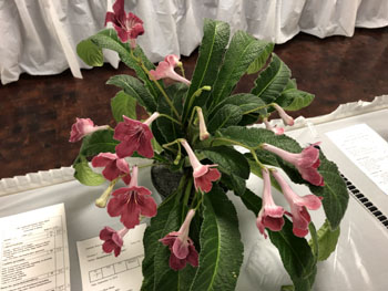 29f Streptocarpus 'Mr Sammy'