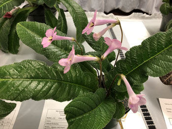 29g Streptocarpus 'Bristol's Sunset'