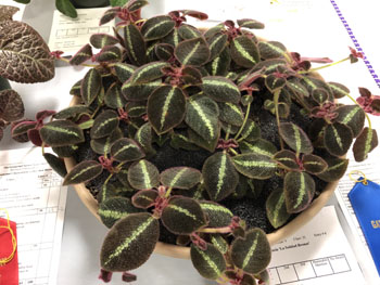 32b Episcia 'La Solidad Bronze'