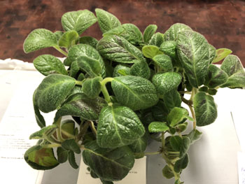 32c Episcia 'Slinky Pink'