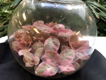 33a Episcia 'Pink Smoke'