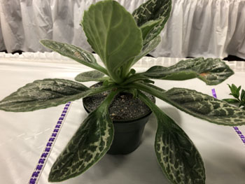 35a Primulina 'Naine Argente'