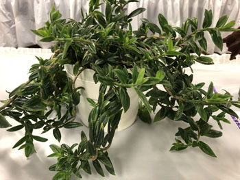 36a Columnea 'Fujiyama'