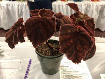 37b Smithiantha cinnabarina