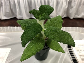 37c Sinningia bullata