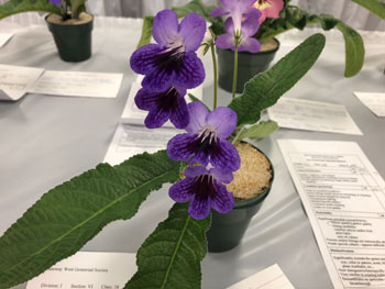 38c Streptocarpus Mr 1904
