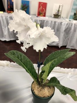 38f Streptocarpus Mr 1905