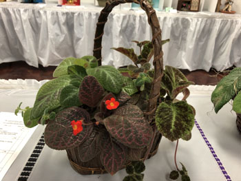 42a Episcias 'Emerald Velvet', 'Pink Gator', 'Harmony's Slinky Pink'